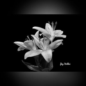 Black & White Lily Floral Wall Art Print 8x10